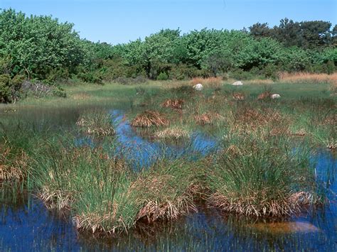 Terrestrial habitat also includes man made. Aquatic: Aquatic Habitats