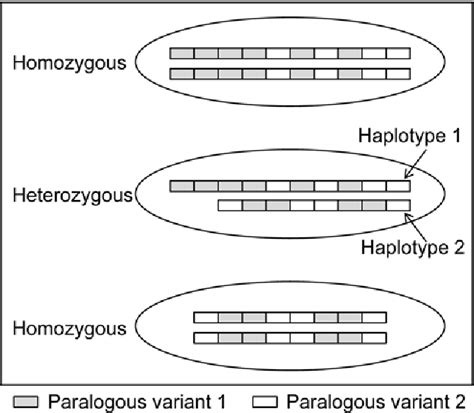 Figure 1 From Genetic Structures Of Copy Number Variants Revealed By