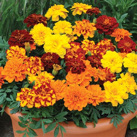 Marigold Zenith Mixed F1 Hybrid Garden Ready Annual Plants