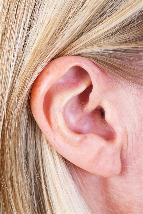 997 Earlobe Stock Photos Free And Royalty Free Stock Photos From Dreamstime