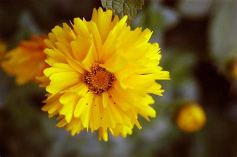 Coreopsis blooms throughout summer if spent blooms are removed. Gardening news and notes: master gardener registration ...