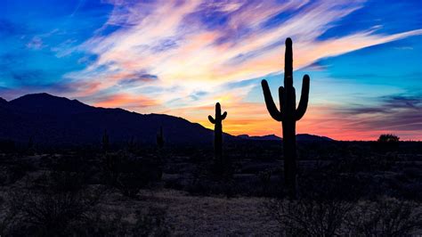 Wallpaper Cacti Cactuses Sunset Desert Clouds Hd