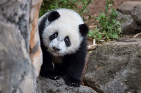 Panda Pandas Baer Bears Baby Cute 23 Wallpapers Hd Desktop And