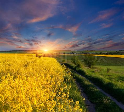 Summer Landscape With A Field Of Yellow Stock Image Colourbox