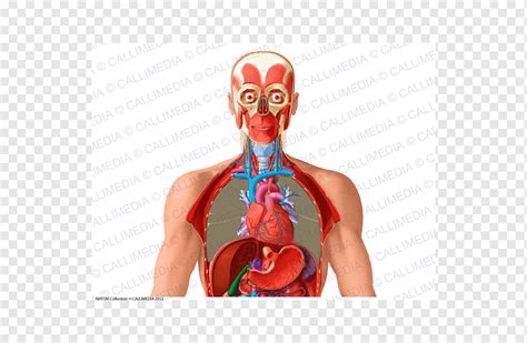 Human Anatomy Thorax Organ Abdomen Heart Heart Human Lung Png PNGWing