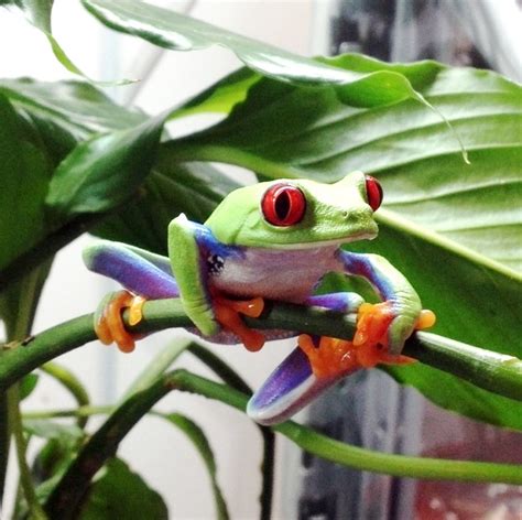 In Pictures Meet The Tropical Frogs And Other Cute Critters Hopping