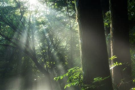 Light In Forest By Isogawyi Via Flickr Cool Photos Forest Natural