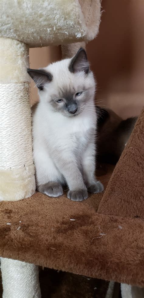 Balinese Cats For Sale Brooklyn Ny 301160 Petzlover