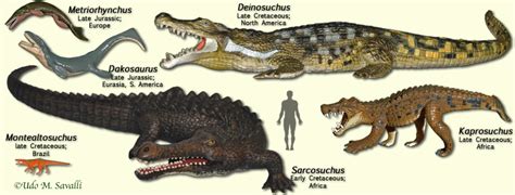 Crocodylomorpha Dinopedia Fandom Powered By Wikia