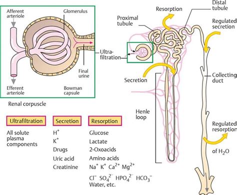 Physiology Of Urine Formation The Science Notes