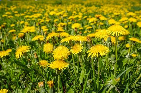 Yellow Dandelions Dandelions On Background Of Green Spring Meadows