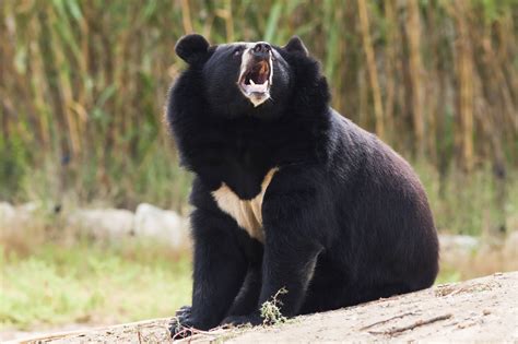 The Asiatic Black Bear Also Known As Moon Bear Is The Species Most