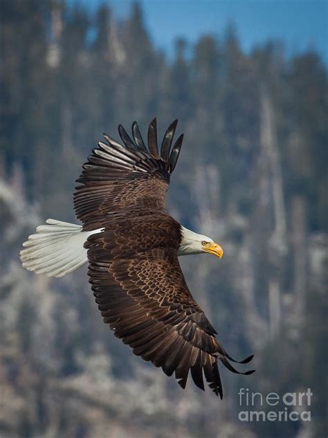 Bald Eagle Hunting Photograph By Webb Canepa Fine Art America