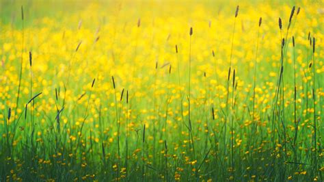 Yellow Flowers Meadow 1920x1080 Rwallpapers