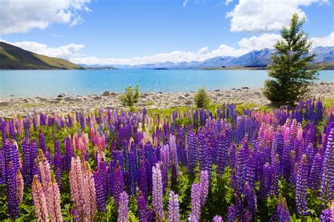Lupin Flowers Lake Tekapo Scenery Breathtaking Places