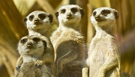African Animal Facts Interesting Facts About Meerkats