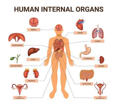 Human Body Organ System Diagram Anatomy Of The Organs Quick Study The