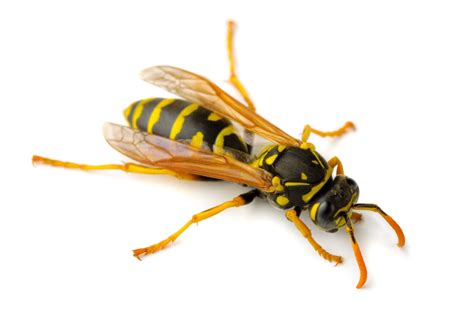 Wasps And Hornets Identification