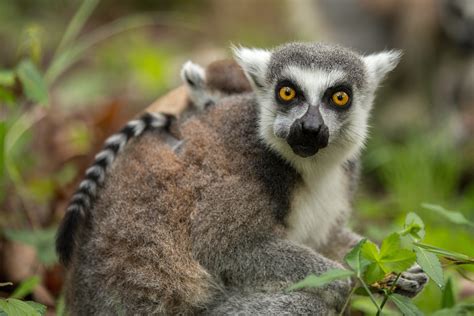 Fotos Gratis Fauna Silvestre Mamífero Primate Mono Ardilla Lemur
