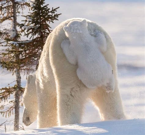 Polar Bear Cub Hitches A Ride On Mom Aww