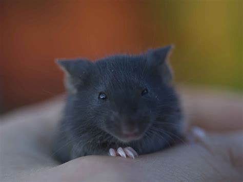 Fancy Mice Babies For Sale Very Cute And Friendly Rochester Kent