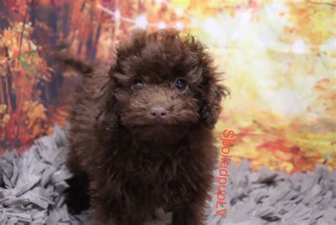 Poodle Toy Puppy Dog For Sale In Las Vegas Nevada