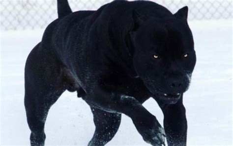 Scary Dogs The Scariest Dog Breeds In The World Photos