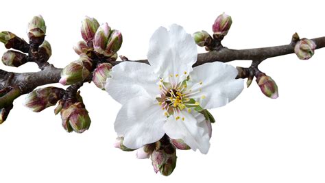 Free Image On Pixabay Buds Blossom Almond Flower Tree Almond