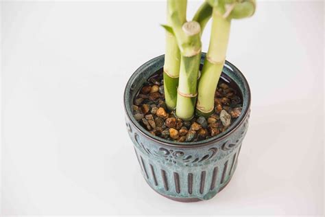 Lucky Bamboo Indoor Plant Care And Growing Guide