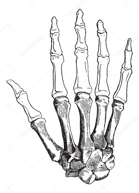 Dibujos Mano Esqueleto Dibujo Icono De Dibujo Vectorial De Huesos De