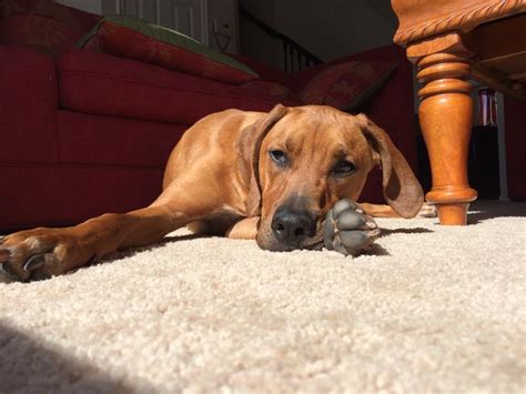 Sunbathing Redbone Coonhound Boxer Mix Puppies Coonhound