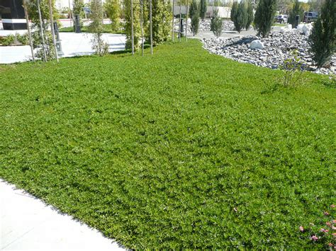 Alternative To Grass In Backyard Nice Design Ideas