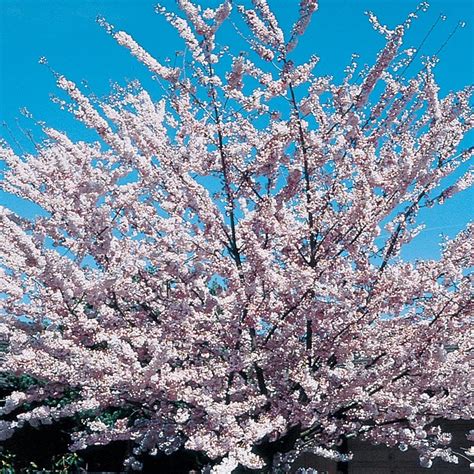 Akebono Flowering Cherry Plants Bulbs And Seeds At
