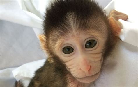 Chinese Researchers Are Intentionally Breeding Autistic Monkeys