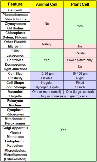 Which organelle structure do both plants and animal cells ...