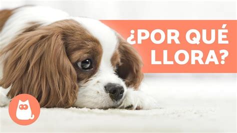 Descubre Por Qué Tu Perro Llora Sin Parar Causas Y Soluciones