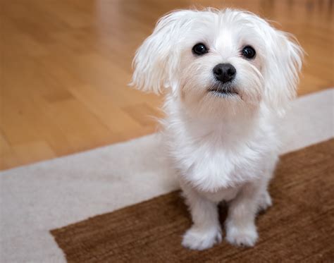 무료 이미지 화이트 단 강아지 귀엽다 착한 애 척골가 있는 개 품종 라사 어소 동물 초상화 몰티즈 어린 개