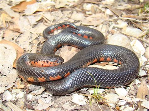 Red Bellied Mudsnake Brad Gloriosos Personal Website Amphibians And