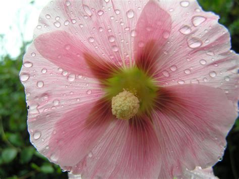 Free Images Blossom Flower Petal Pink Flora Malvales Hollyhocks