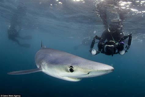 elusive blue sharks spotted in uk waters lucky brits capture stunning photos off the cornish