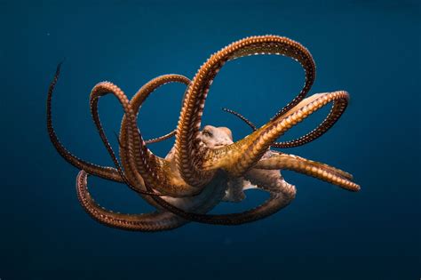 Wallpaper Animals Photo Picture Octopus The Ocean Depth