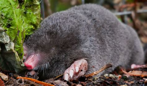 British Moles Facts Information And Habitat In 2023 Wildlife Facts
