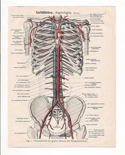 Medical Anatomical Illustrations Print Skull Skeleton Anatomy Page Nude Human Body Old