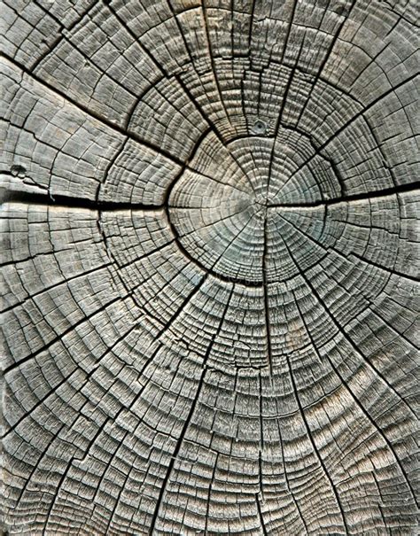 Weathered Wood Grain In Concentric Circles Sponsored Wood Weathered Grain Circles