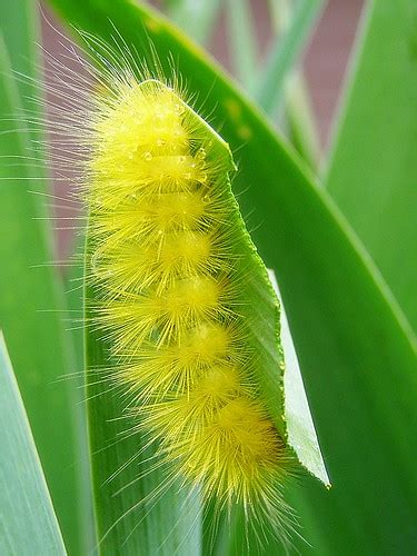 Destinydesignstudios Yellow Caterpillars In Massachusetts