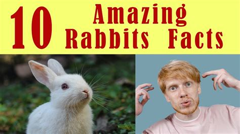 10 Amazing Facts About Rabbits Youtube