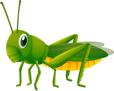 Grasshopper Illustrations Royalty Free Vector Graphics And Clip Art Istock