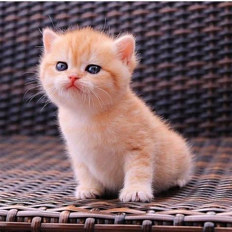 Mini Cute Cat Kittens Cutest Cute Cats And Kittens Cat Love