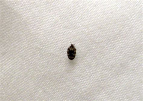 6 easy ways to get rid of common household bugspeppermint oil. What are these tiny bugs? I find about 1 each morning ...