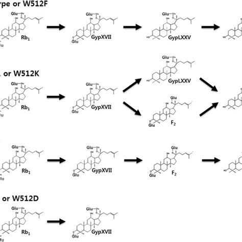 Transformation Pathways From Ginsenoside Rb 1 By The Wild Type And Download Scientific Diagram